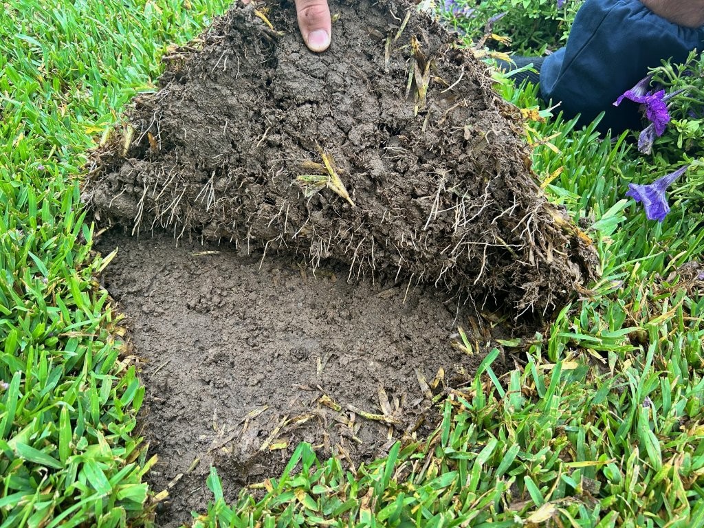 Newly released buffalo grass cultivar - Hort Journal Australia