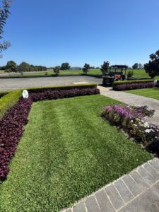Stampede Hybrid Buffalo fully established on demonstration lawn area (images supplied by Lawn Solutions Australia)