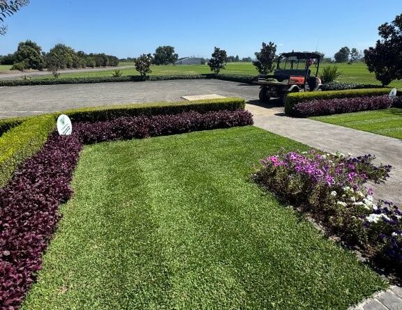 Stampede Hybrid Buffalo fully established on demonstration lawn area (images supplied by Lawn Solutions Australia)