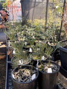 Nursery collection of Macrozamia at the RBGV (Image: Georgie Moyes)