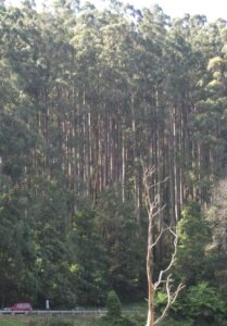 Tall trees must overcome surprisingly large internal moisture tension (pressure) to transpire and function effectively (Image: John Fitzsimmons)