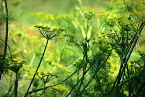 Aniseed flower (Image: MabelAmber, Pixabay)
