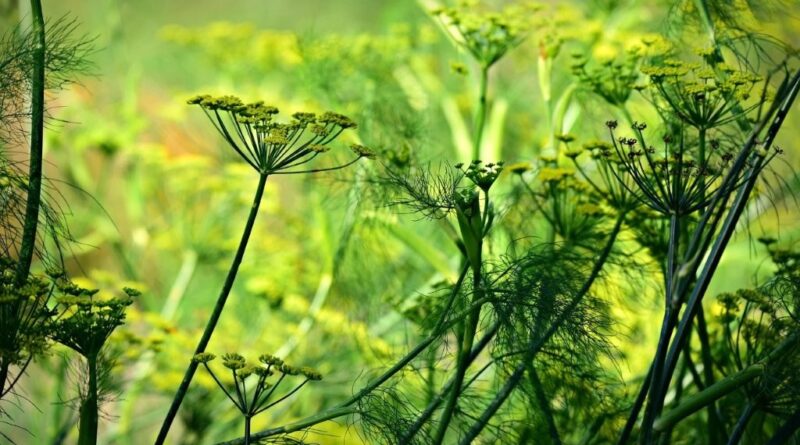 Aniseed flower (Image: MabelAmber, Pixabay)