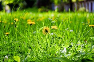 Taraxacum sp. (Dandelion) (Image: Couleur, Pixabay)