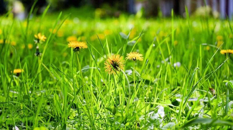 Taraxacum sp. (Dandelion) (Image: Couleur, Pixabay)