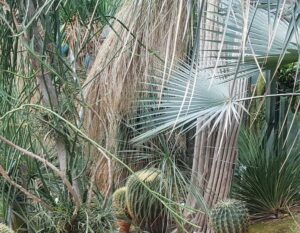 Plants have evolved into many forms, adapting to various growing conditions (Image: John Fitzsimmons)