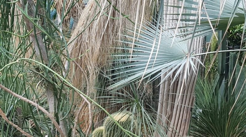 Plants have evolved into many forms, adapting to various growing conditions (Image: John Fitzsimmons)
