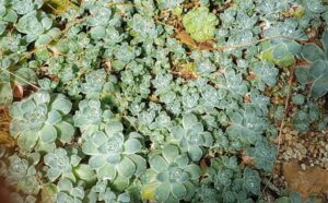 Many succulents have shallow root systems to harvest as much scant natural rainfall as possible (Image: John Fitzsimmons)