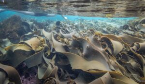 Bull kelp at Jeanneret Beach, Bay of Fires, on Tasmania’s east coast (Image: Tasmanian.Kris via Flickr, CC BY 2.0)