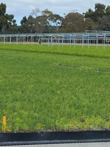 This South Australian forestry nursery grows 9 million blue gum and pine seedlings annually using Seasol's TRILOGY631 @ 17L/Ha via boom spray/traveling overhead system at every irrigation (Image: Seasol International)