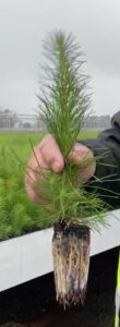 This South Australian forestry nursery grows 9 million blue gum and pine seedlings annually using Seasol's TRILOGY631 @ 17L/Ha via boom spray/traveling overhead system at every irrigation (Image: Seasol International)
