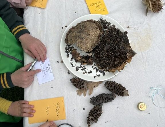 Young Botanists label their own seed packets to begin their own seed collections at the Royal Botanic Gardens Victoria (Image: RBGV)