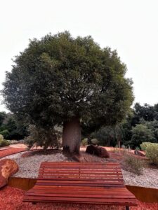Queensland Bottle Tree taking pride of place in the newly renovated Arid Garden (Image: Michael Elgey)