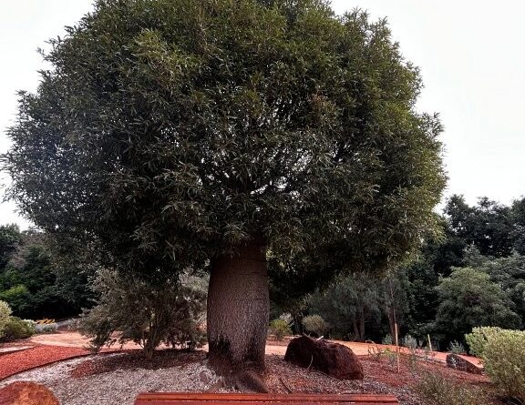 Queensland Bottle Tree taking pride of place in the newly renovated Arid Garden (Image: Michael Elgey)