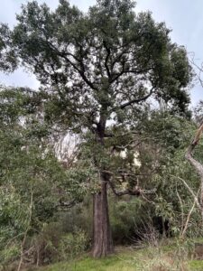A majestic remnant Kurrajong tree planted along Banksia Garden Creek (Image: Michael Elgey)
