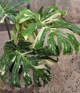 The leaves rarely show all green or all cream which separates it from most of the other variegated aroids (Image: Clive Larkman)