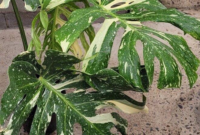 The leaves rarely show all green or all cream which separates it from most of the other variegated aroids (Image: Clive Larkman)