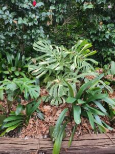 If grown in the right position they will revert to their wild habit and grow up trees or any form of trellising that is protected from the cold weather (Image: Clive Larkman)