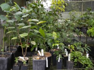 Plants collected locally around Cairns being grown on in the Cairns Botanic Gardens nursery before they are ready to be planted out (Image: Cadel Boyce)