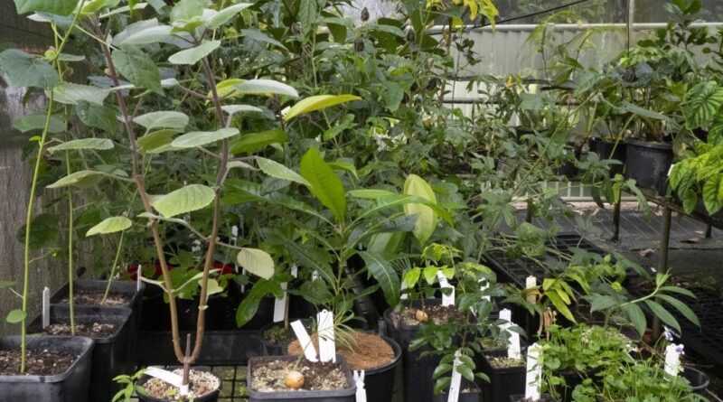 Plants collected locally around Cairns being grown on in the Cairns Botanic Gardens nursery before they are ready to be planted out (Image: Cadel Boyce)