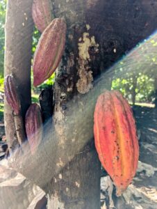 Theobroma cacao red pods near ripe at the Australian Chocolate Farm, near Port Douglas, Queensland (Image: Caleb Roberts)