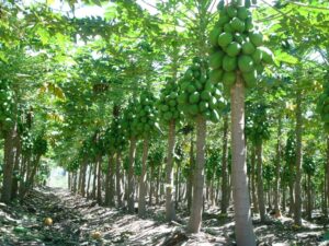 Papaya crop in northern Queensland (Image: Lecker Farming)