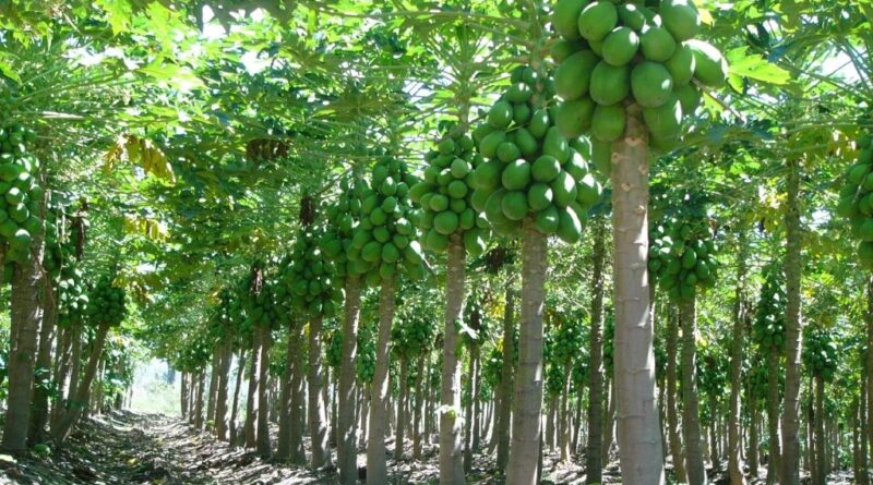 Papaya crop in northern Queensland (Image: Lecker Farming)