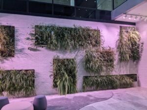This interior green wall in the foyer of a commercial building in Melbourne provides maximum plant life when entering the workspace (Image: Evergreen Infrastructure)