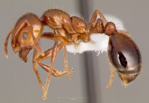 Solenopsis invicta (Image: April Nobile, CASENT0005804 from www.antweb.org)