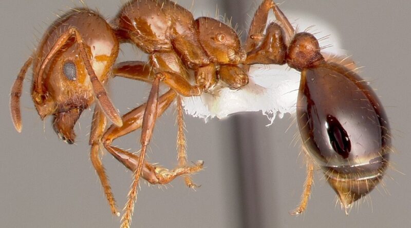 Solenopsis invicta (Image: April Nobile, CASENT0005804 from www.antweb.org)