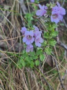 The endangered Euphrasia lasianthera found growing in an open grassland in the Victorian Alps (Image: Alex McLachlan)