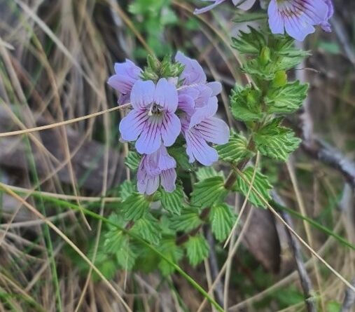 The endangered Euphrasia lasianthera found growing in an open grassland in the Victorian Alps (Image: Alex McLachlan)