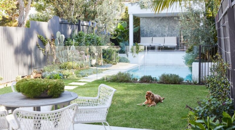 The new rear garden includes a hardy lawn area of TifTuf grass, pool and cabana, framed by rows of Waterhousea floribunda (weeping lilli pilli) around the boundaries of the garden to ensure privacy