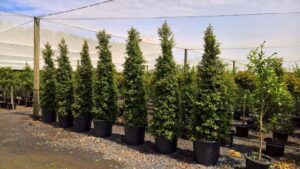 Syzygium australe ‘SAN01’ PBR Trade Name Straight and Narrow™