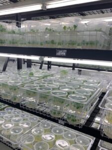 Lecker Farming tissue culture laboratory (Image: Lecker Farming)