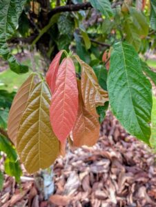 A beautiful red flush of growth on this cacao (Image: Caleb Roberts)
