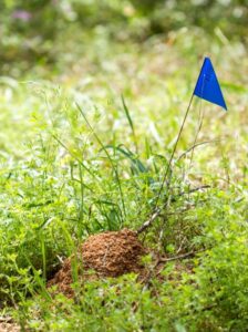 A Solenopsis invicta fire ant mound is marked for research at Brackenridge Field Laboratory, Austin, Texas, USA (Image: Alex Wild via Wikimedia Commons, CC0 1.0)