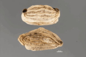 The ribbing of Euphrasia collina ssp. diversicolor (purple eyebright) is thought to assist in seed dispersal by helping the seeds to be carried by the wind (Image: Alex McLachlan)