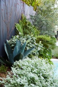 Sansevieria stuckyi acts as a centrepiece in this planting, surrounded by ferns and underplanted with Kalanchoe 'Silver Spoons'