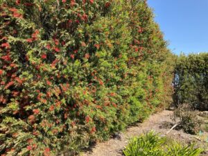 Callistemon viminalis ‘CV01’ PBR Trade Name Slim™