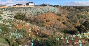 The escarpment planted out in July 2021 (Image: Heidi Mikulic, THLA)