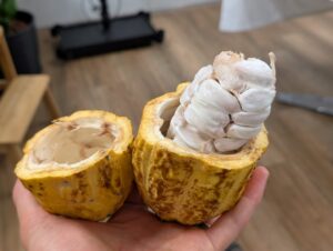 A halved pod exposing the corn cob of cacao beans inside (Image: Caleb Roberts)