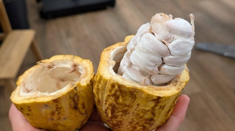 A halved pod exposing the corn cob of cacao beans inside (Image: Caleb Roberts)