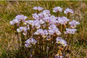 Euphrasia collina subsp. diversicolor (purple eyebright) in full flower (Image: J. Churches)