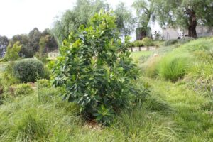 Tristaniopsis laurina ‘DOW10’ PBR Trade Name Luscious®