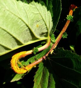 Meadowsweet rust fungus, Triphagmium ulmariae (Image: gailhampshire via Wikimedia Commons, CC BY 2.0)