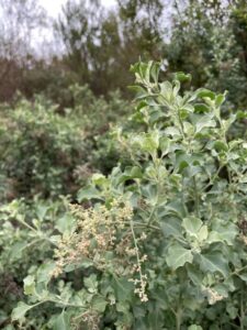 Rhagodia parabolica (fragrant saltbush) on site (Image: Heidi Mikulic, THLA)