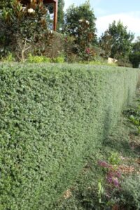 Westringia hybrid ‘WES01’ PBR Trade Name Naringa™