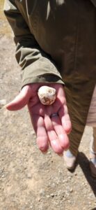The moraya or freeze-dried potato (Image: Clive Larkman)