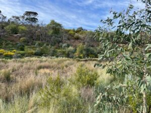 The last pond in a chain of wetlands before stormwater runoff enters the Werribee River, September 2024 (Image: Heidi Mikulic, THLA)